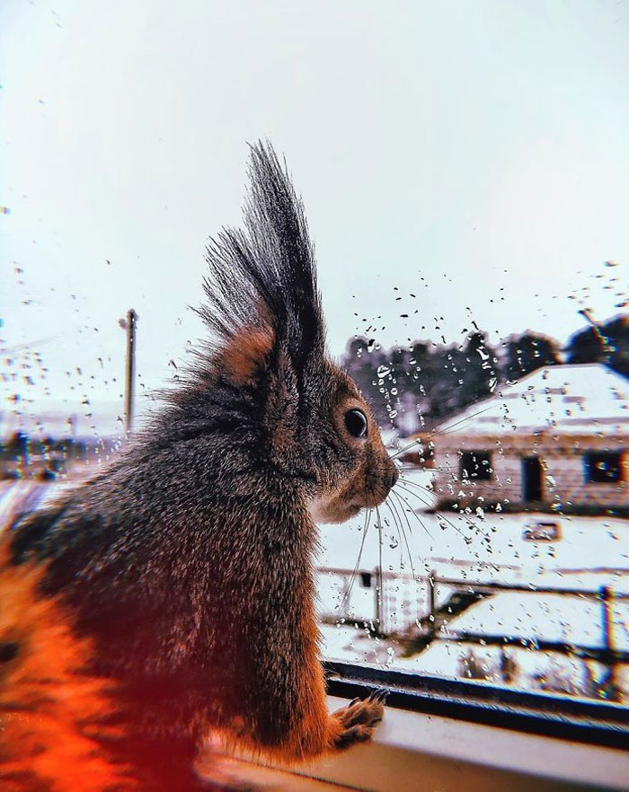 Guy Finds A Baby Squirrel That Can't Even Walk Yet, Takes It Home And Now They're Best Friends (26 Pics) Guy Finds A Baby Squirrel That Can't Even Walk Yet, Takes It Home And Now They're Best Friends (26 Pics)