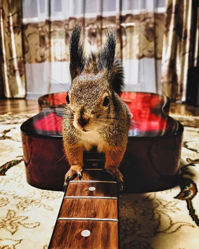 Guy Finds A Baby Squirrel That Can't Even Walk Yet, Takes It Home And Now They're Best Friends (26 Pics) Guy Finds A Baby Squirrel That Can't Even Walk Yet, Takes It Home And Now They're Best Friends (26 Pics)