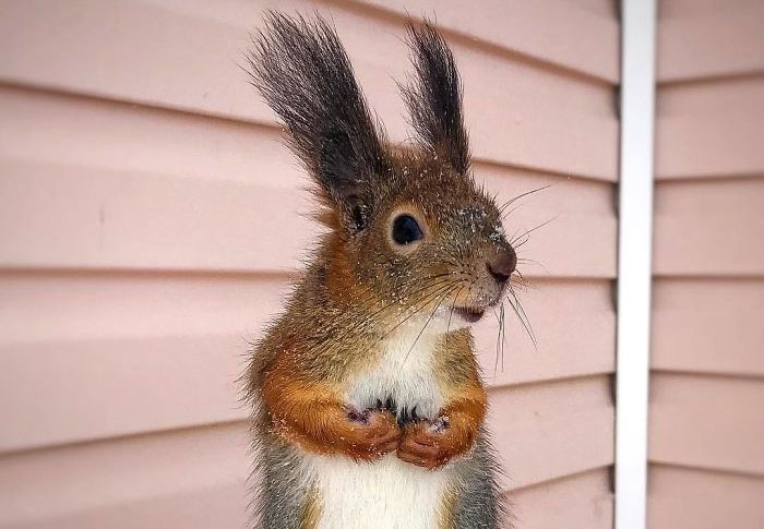 Guy Finds A Baby Squirrel That Can’t Even Walk Yet, Takes It Home And Now They’re Best Friends (26 Pics)