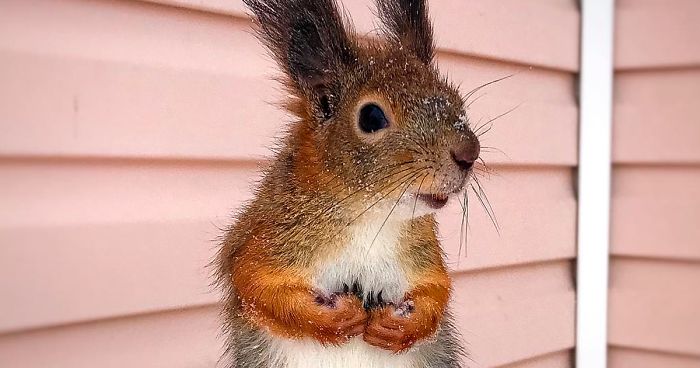 Guy Finds A Baby Squirrel That Can’t Even Walk Yet, Takes It Home And Now They’re Best Friends (26 Pics)