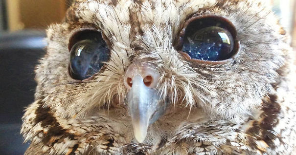 rescued-blind-owl-zeus-fb5__700-5df382f4493a5.jpg