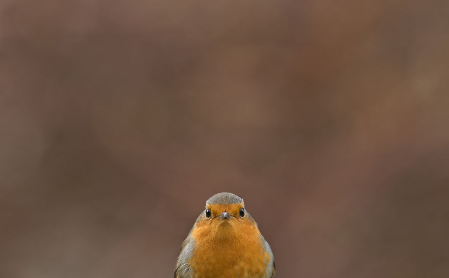 I Spent 35 Days Trying To Capture The Captivating Kingfisher (27 Pics) I Spent 35 Days Trying To Capture The Captivating Kingfisher (27 Pics)