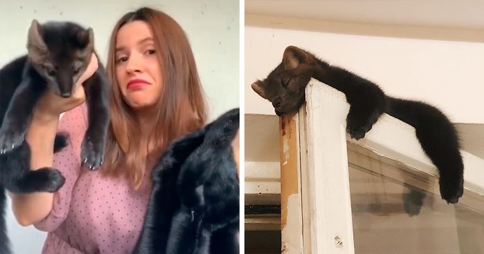 Esta mujer rescató a una marta cibelina de convertirse en abrigo de piel, y se la quedó como mascota al no poder vivir en estado salvaje