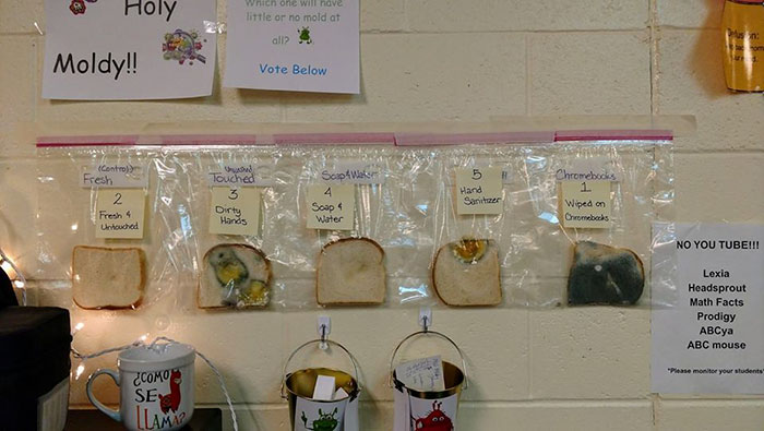 Elementary School's Science Experiment With White Bread Is Going Viral Elementary School's Science Experiment With White Bread Is Going Viral