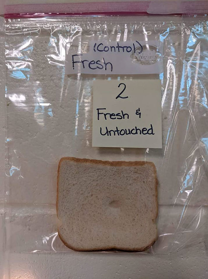 Elementary School's Science Experiment With White Bread Is Going Viral Elementary School's Science Experiment With White Bread Is Going Viral