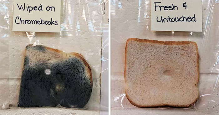 Elementary School’s Science Experiment With White Bread Is Going Viral