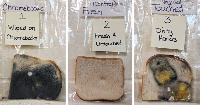 Elementary School’s Science Experiment With White Bread Is Going Viral