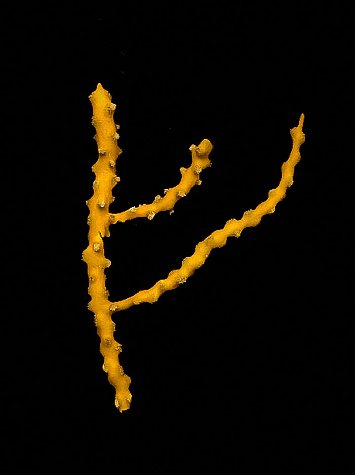 Chromoplexaura Cordellbankensis