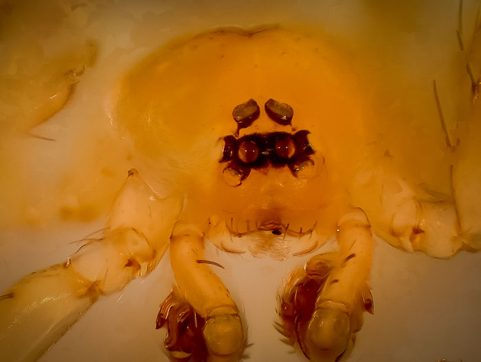 Myrmecicultor Chihuahuensis