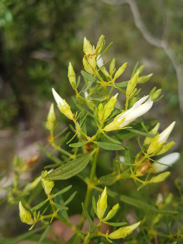 Trembleya Altoparaisensis