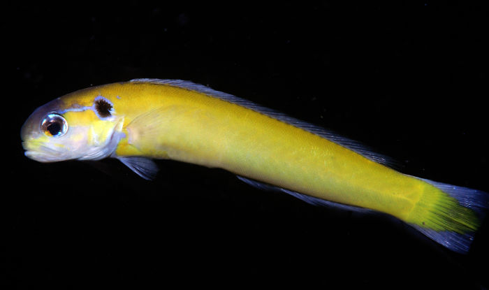 Hoplolatilus Andamanensis