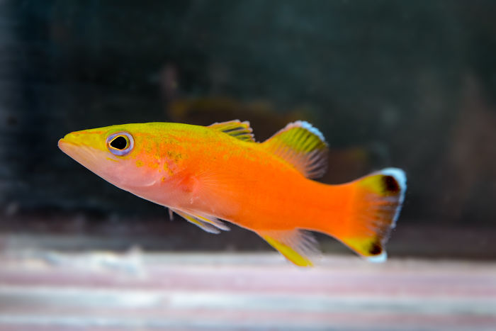 Liopropoma Incandescens