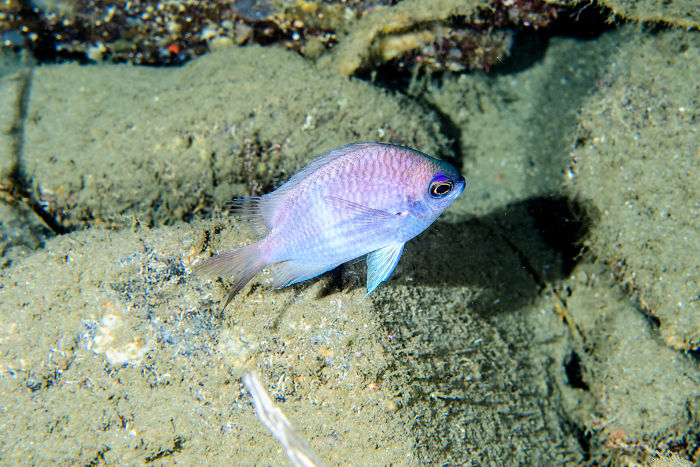 Chromis Bowesi