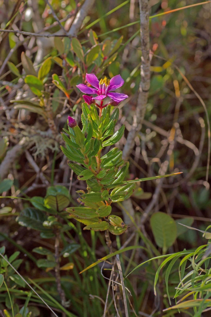 Gravesia Serratifolia
