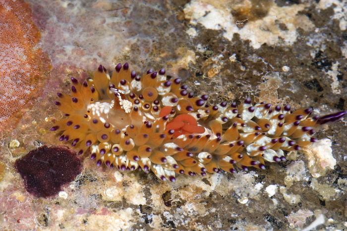 Janolus Tricellarioides