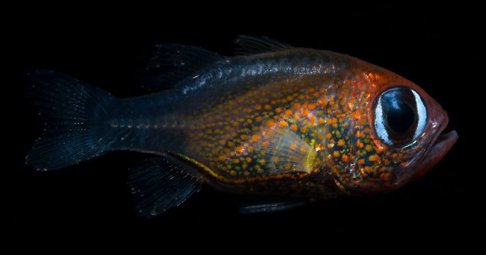 Scientists Have Discovered 71 New Species In 2019 And Here’s How 25 Of Them Look