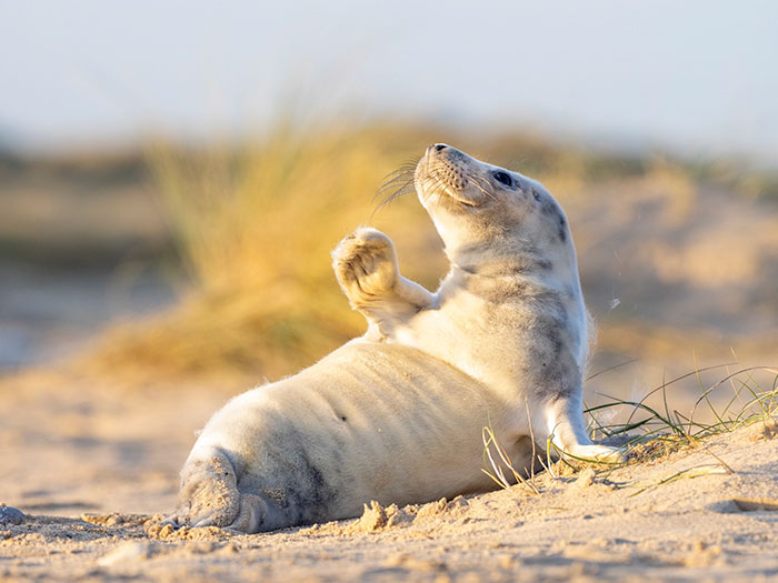 This Ridiculously Photogenic Baby Seal Will Steal Your Heart