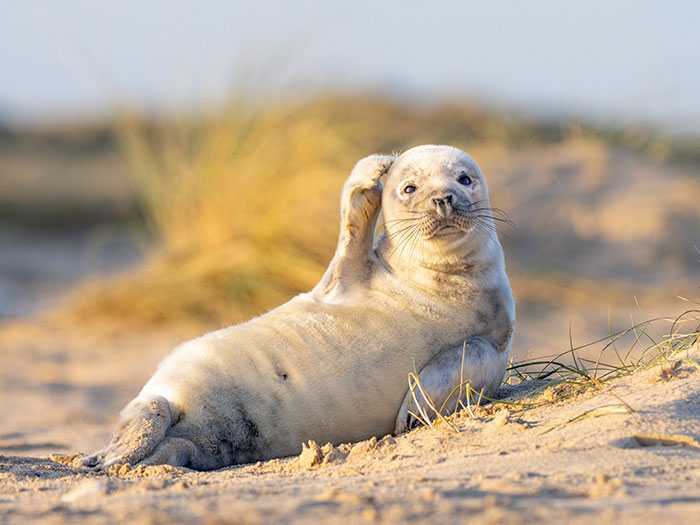 This Ridiculously Photogenic Baby Seal Will Steal Your Heart