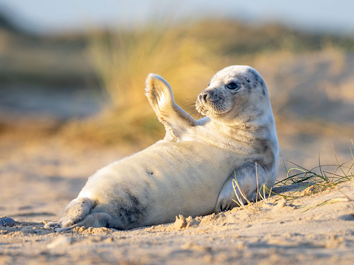 seal-pup-waving-norfolk-beach-3-5e09b65aaaa2b__700.jpg