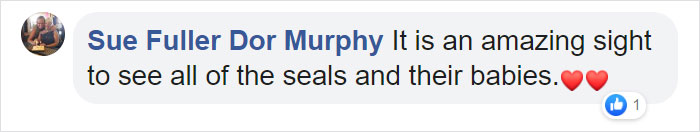 This Ridiculously Photogenic Baby Seal Will Steal Your Heart