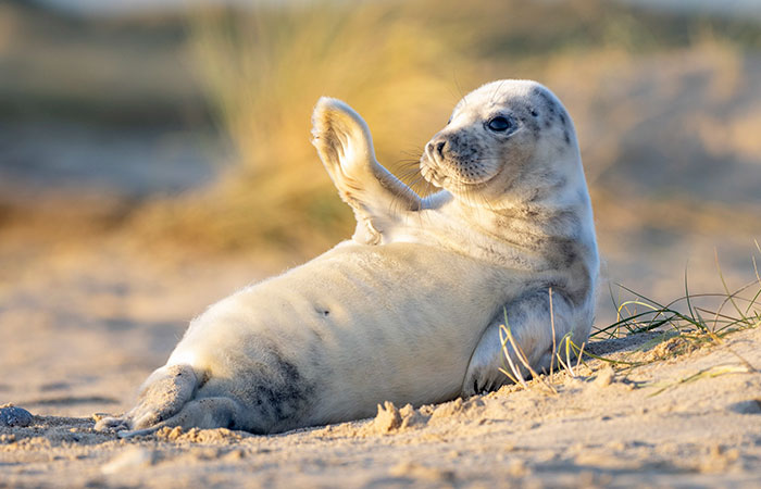 This Ridiculously Photogenic Baby Seal Will Steal Your Heart