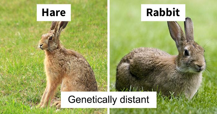People Share Mindblowing Pairs Of Animals That Look Similar But Are Genetically Incompatible