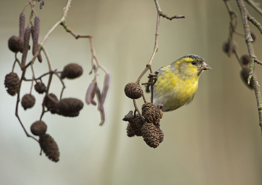 I Spent 35 Days Trying To Capture The Captivating Kingfisher (27 Pics) I Spent 35 Days Trying To Capture The Captivating Kingfisher (27 Pics)