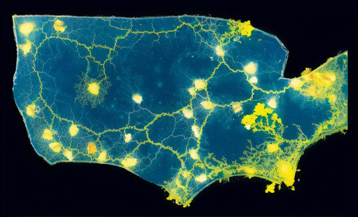 Scientists Used Slime Mold To Create The Most Efficient Traffic Map For The United States