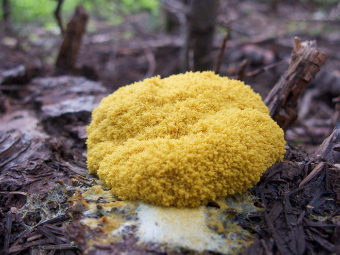 Scientists Used Slime Mold To Create The Most Efficient Traffic Map For The United States Scientists Used Slime Mold To Create The Most Efficient Traffic Map For The United States
