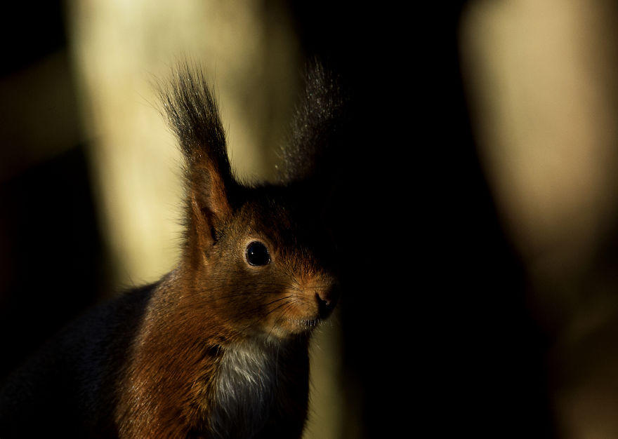 I Spent 35 Days Trying To Capture The Captivating Kingfisher (27 Pics) I Spent 35 Days Trying To Capture The Captivating Kingfisher (27 Pics)