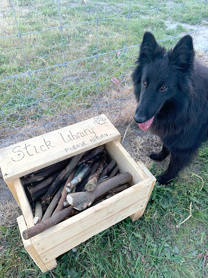 Man Builds A Stick Library For Every Dog At The Park