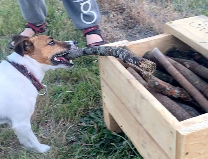 Man Builds A Stick Library For Every Dog At The Park Man Builds A Stick Library For Every Dog At The Park