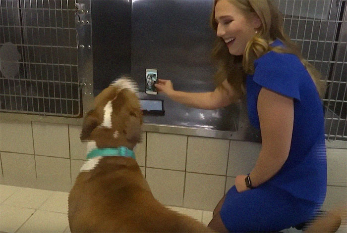 Stolen Pit Bull Found 2,000 Miles Away Returns Home For Christmas With The Help Of 15 Volunteers Stolen Pit Bull Found 2,000 Miles Away Returns Home For Christmas With The Help Of 15 Volunteers