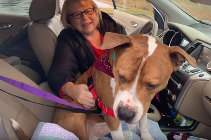 Stolen Pit Bull Found 2,000 Miles Away Returns Home For Christmas With The Help Of 15 Volunteers Stolen Pit Bull Found 2,000 Miles Away Returns Home For Christmas With The Help Of 15 Volunteers