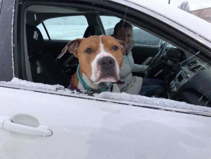 Stolen Pit Bull Found 2,000 Miles Away Returns Home For Christmas With The Help Of 15 Volunteers Stolen Pit Bull Found 2,000 Miles Away Returns Home For Christmas With The Help Of 15 Volunteers