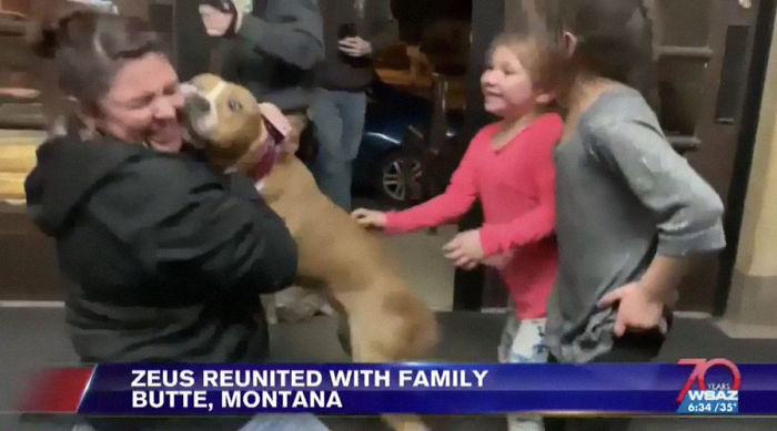 Stolen Pit Bull Found 2,000 Miles Away Returns Home For Christmas With The Help Of 15 Volunteers Stolen Pit Bull Found 2,000 Miles Away Returns Home For Christmas With The Help Of 15 Volunteers