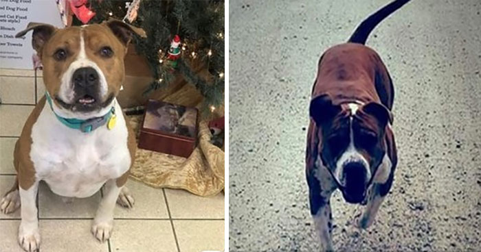 Stolen Pit Bull Found 2,000 Miles Away Returns Home For Christmas With The Help Of 15 Volunteers Stolen Pit Bull Found 2,000 Miles Away Returns Home For Christmas With The Help Of 15 Volunteers