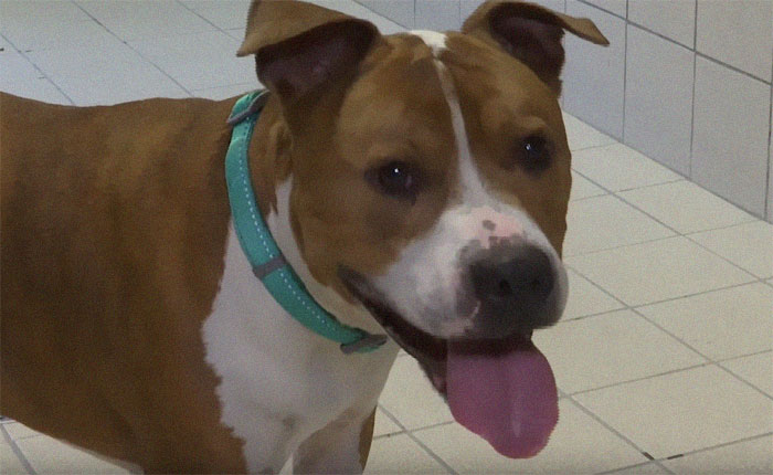 Stolen Pit Bull Found 2,000 Miles Away Returns Home For Christmas With The Help Of 15 Volunteers Stolen Pit Bull Found 2,000 Miles Away Returns Home For Christmas With The Help Of 15 Volunteers