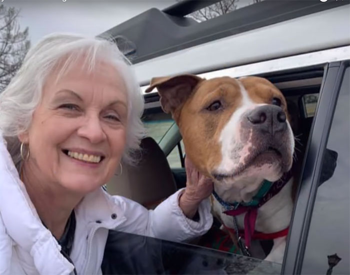 Stolen Pit Bull Found 2,000 Miles Away Returns Home For Christmas With The Help Of 15 Volunteers Stolen Pit Bull Found 2,000 Miles Away Returns Home For Christmas With The Help Of 15 Volunteers