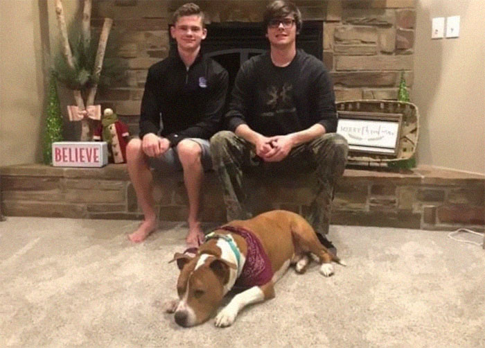 Stolen Pit Bull Found 2,000 Miles Away Returns Home For Christmas With The Help Of 15 Volunteers Stolen Pit Bull Found 2,000 Miles Away Returns Home For Christmas With The Help Of 15 Volunteers