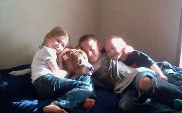 Stolen Pit Bull Found 2,000 Miles Away Returns Home For Christmas With The Help Of 15 Volunteers