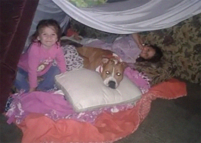 Stolen Pit Bull Found 2,000 Miles Away Returns Home For Christmas With The Help Of 15 Volunteers Stolen Pit Bull Found 2,000 Miles Away Returns Home For Christmas With The Help Of 15 Volunteers