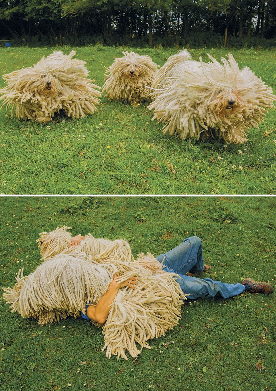 This Photographer Recorded The Daily Life Of Dogs For 40 Years