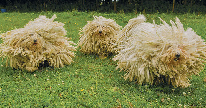 30 Amusing Dog Pics Captured By A Street Photographer Who Is A Pro At Spotting Perfectly Timed Moments