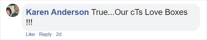 Turns Out, Cats Love Boxes So Much Because They Reduce Stress