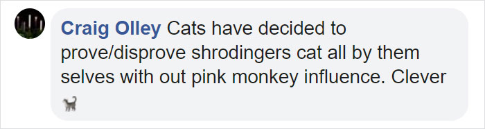 Turns Out, Cats Love Boxes So Much Because They Reduce Stress