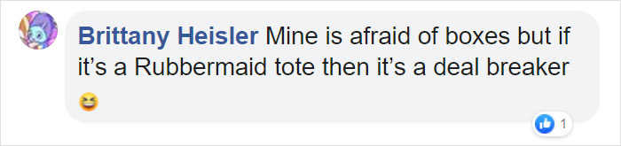 Turns Out, Cats Love Boxes So Much Because They Reduce Stress