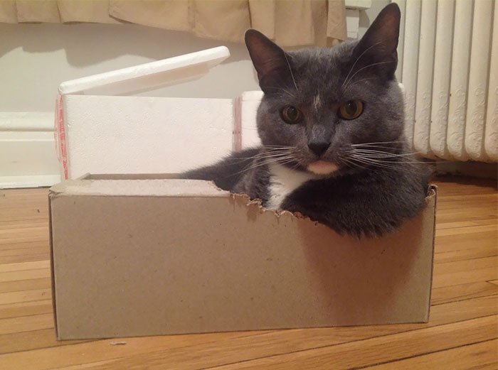 Turns Out, Cats Love Boxes So Much Because They Reduce Stress