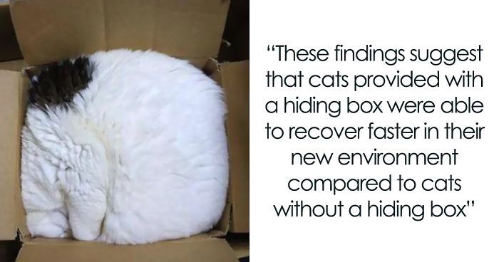 Turns Out, Cats Love Boxes So Much Because They Reduce Stress