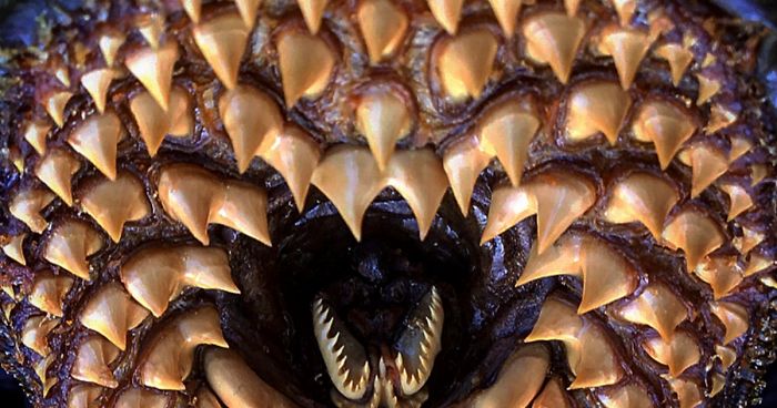 I’ve Been Mummifying Real Monsters For 25 Years, And Now I Sell Them To Museums